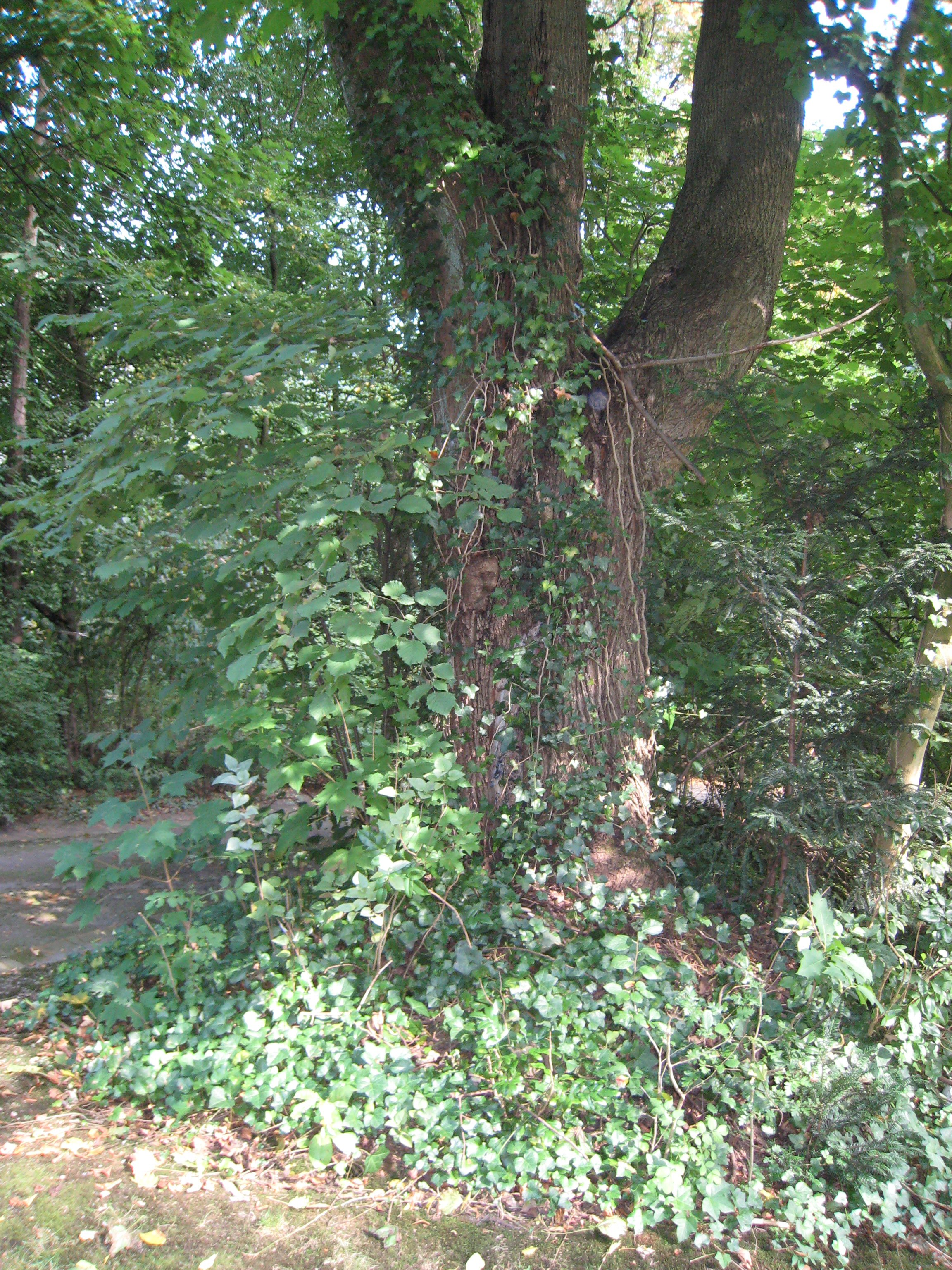 Acer platanoides f. crispum, Ancienne propriété Pirenne,  13 Septembre 2007