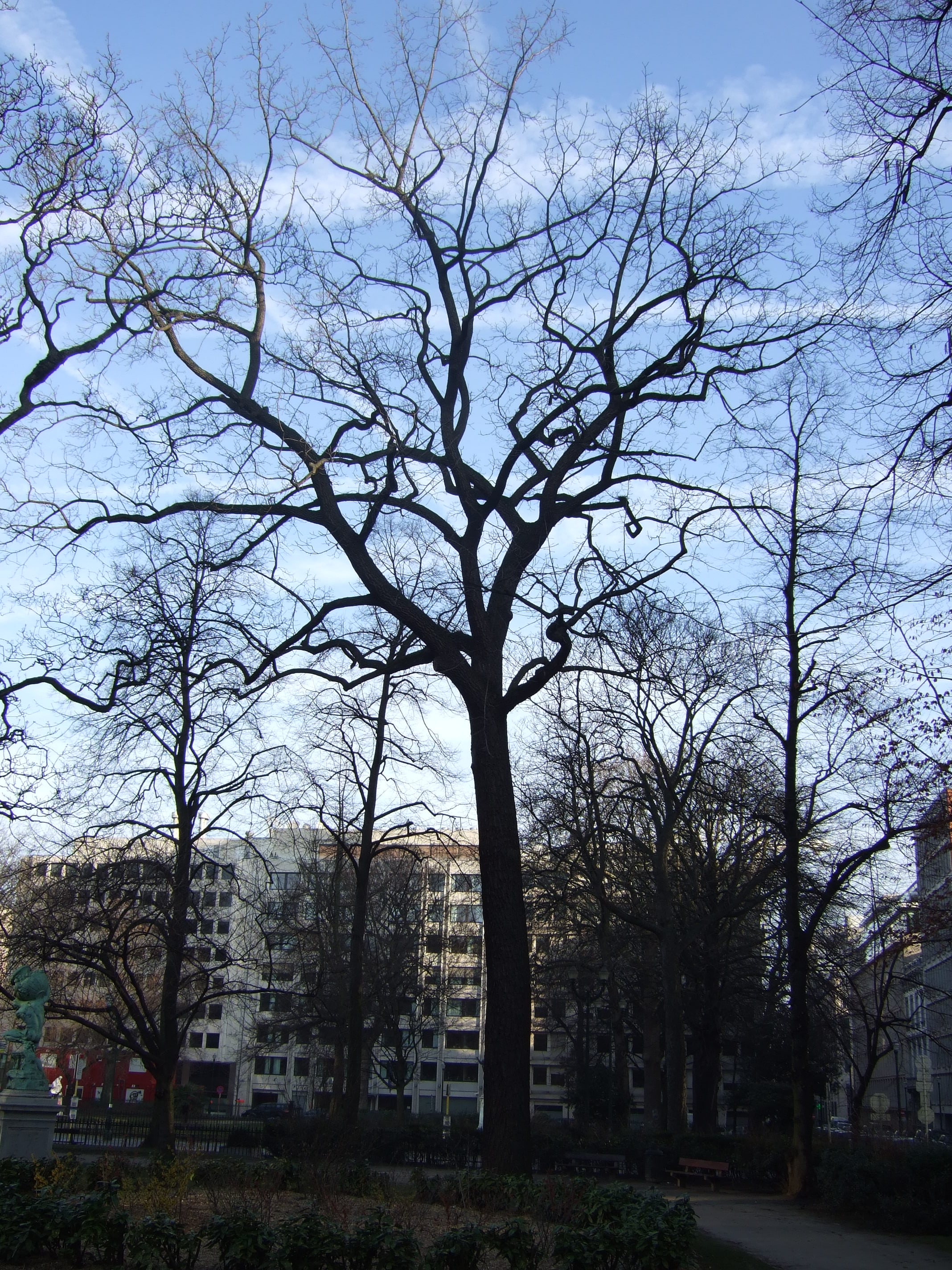 Noyer noir, Square de Meeûs sur Ixelles,  09 Février 2012