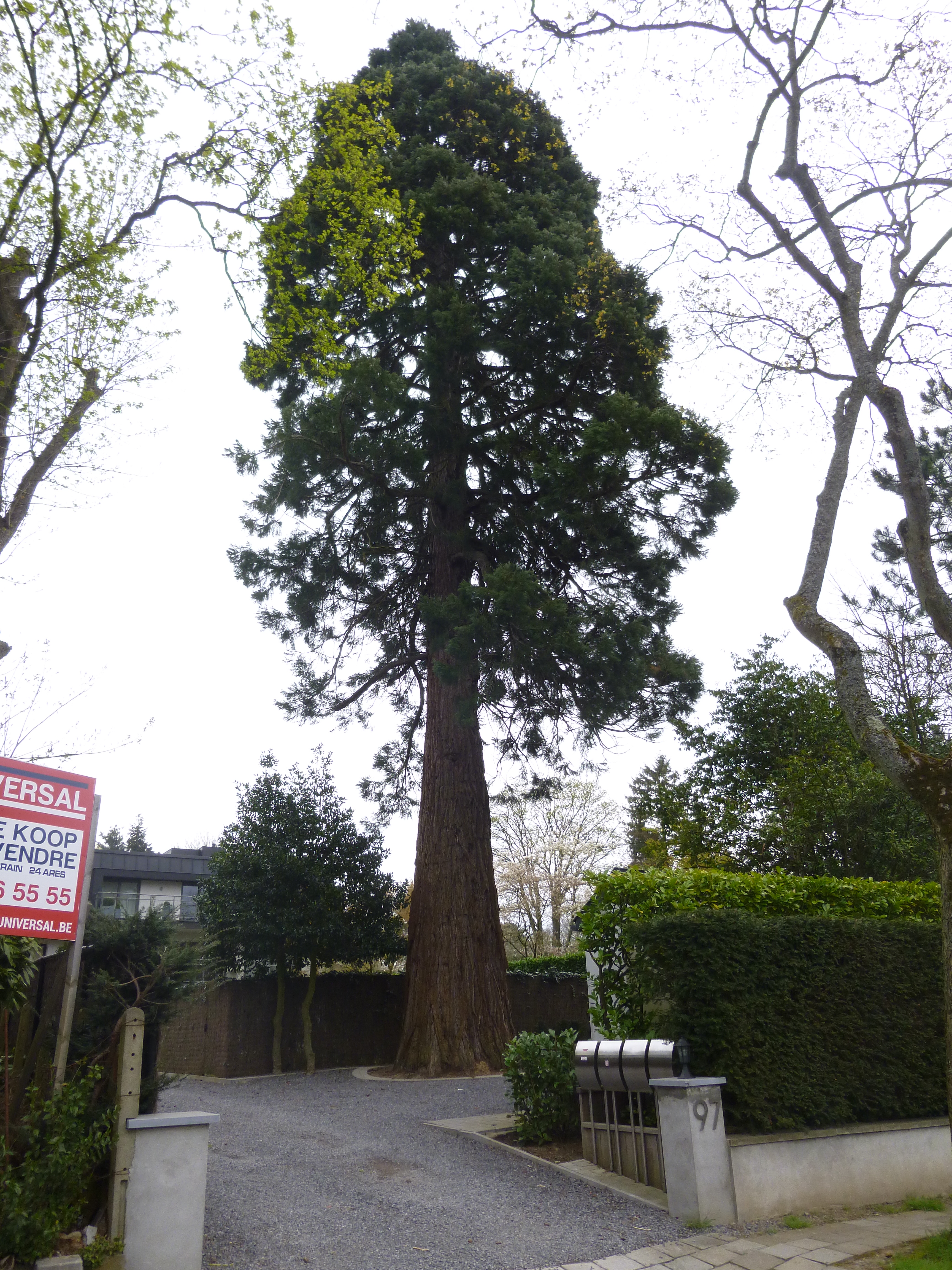Sequoia géant, ,  13 Avril 2016